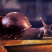 Wunder der Wissenschaft