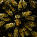 Bienen - Eine Welt im Wandel