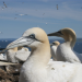 Die Nordsee - unser Meer