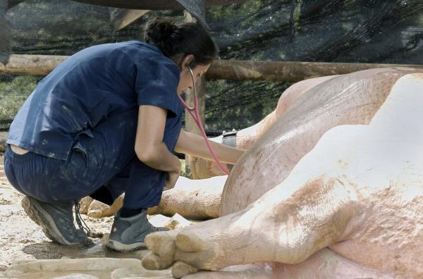 Bild 1 von 4: Die Tierärztin Gina Serna sucht nach Wegen, um die Flusspferd-Plage einzudämmen. Nun will sie erstmals ein Tier kastrieren.