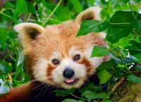 Zoo und so - Tierisch wild!