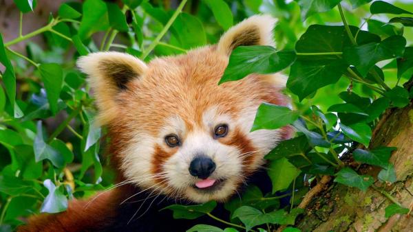 Bild 1 von 10: Im Bild: Roter Panda.