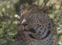 Das Waisenhaus für wilde Tiere