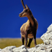 Wildes Italien