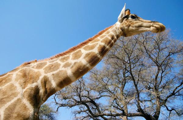 Bild 1 von 5: Langer Hals und großes Herz: Das zeichnet Giraffen aus. Sie haben das größte Herz aller landlebenden Säugetiere.