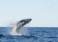 Tierische Überflieger