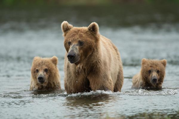 Bild 1 von 7: Im Bild:  Planschende Braunbär-Familie. Braunbären sind ausgezeichnete Schwimmer und gar nicht wasserscheu. Daher stören sie sich auch nicht an tieferen Stellen, wenn sie von September bis November auf Lachsjagd gehen.