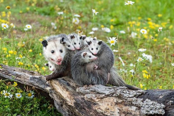 Bild 1 von 10: Im Bild: Nordopossum trägt Babys auf dem Rücken.