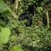 Naturparadiese Afrikas