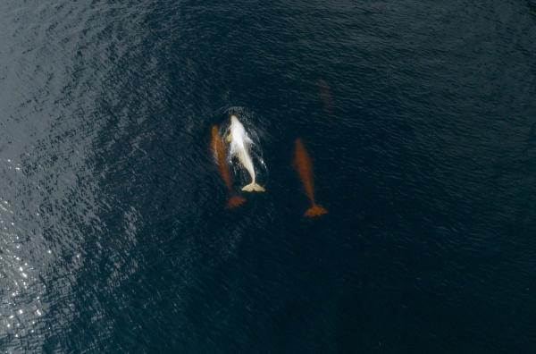 Bild 1 von 4: Belugas werden wegen ihres ausgeprägten Kommunikationsverhaltens auch Kanarienvögel der Meere genannt und sind extrem neugierig.