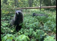 Anna und die wilden Tiere