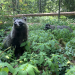 Anna und die wilden Tiere