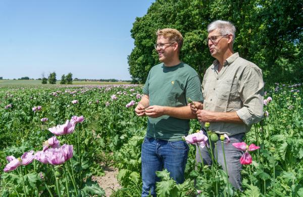 Bild 1 von 4: Wilhelm Behn und Wilhelm Behn sen. (=Senior) sind zufrieden. Ihr Mohn hat sich prächtig entwickelt. Die beiden Landwirte rechnen mit einem guten Ertrag. Zu den Personen: links im Bild Wilhelm Jochen Behn- daneben sein Vater, Wilhelm Jörg Behn.