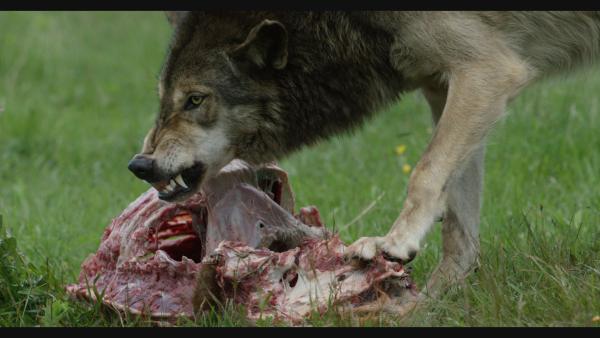 Bild 1 von 13: Der Wolf gilt als furchteinflößendes Raubtier. Wie konnte es trotzdem zu der folgenreichen Zusammenarbeit zwischen Mensch und Wolf kommen?