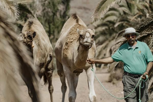 Bild 1 von 5: Das endemische Kanarenkamel ist auf dem Weg zum Meer.
