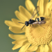 Wie geht es unseren Insekten?