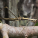 Tierische Superhelden