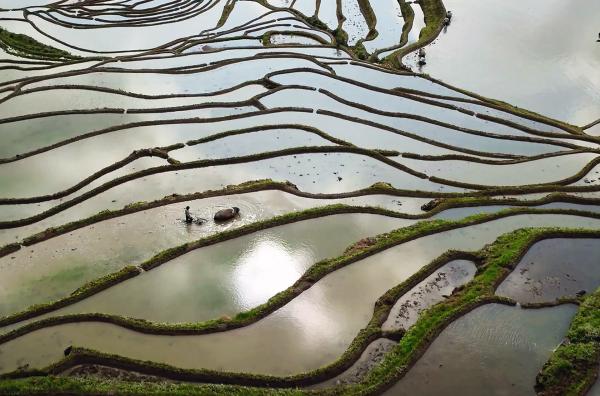 Bild 1 von 8: Im Frühling werden jedes Jahr die weltberühmten Reisterrassen der Hani im Süden von Yunnan neu bestellt.