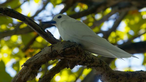 Bild 1 von 6: Die Feenseeschwalben können bis zu sechs kleine Fische in ihrem Schnabel transportieren.