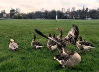 Paris - Stadt der Tiere