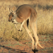 Abenteuer Wildnis
