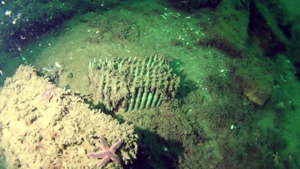 Bild 1 von 3: Jahrzehntealte Bomben, Minen und Torpedos liegen noch immer auf dem Grund der Ostsee und setzen schleichend Giftstoffe frei.