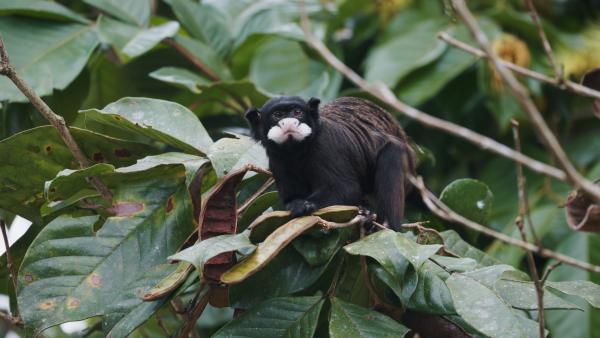 Bild 1 von 15: Schnurrbart-Tamarin beim Frühstück