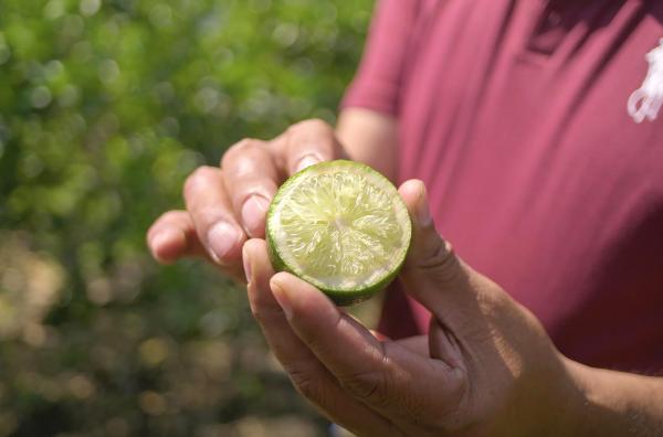 Bild 1 von 4: Die Limette, das Wahrzeichen Mexikos. Auch die Schale wird wegen ihrer ätherischen Öle geschätzt.