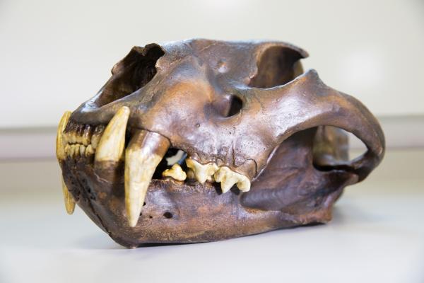 Bild 1 von 2: Schädel eines Höhlenlöwen.