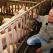 Vom Dreckschwein zur Wiesensau