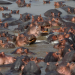 Safari-Paparazzi: Wildlife pur (7)