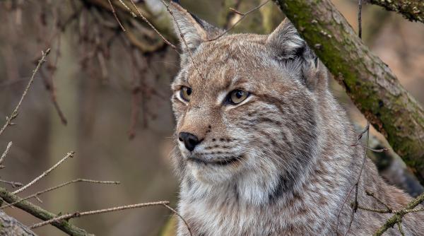 Bild 1 von 1: Luchse sind sehr aufmerksam: Meist bemerken sie uns Menschen, wir jedoch bekommen sie nur sehr selten zu Gesicht.