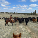 Rocky Mountains - Wo der Westen noch wild ist