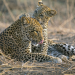 Im Reich der Leopardin