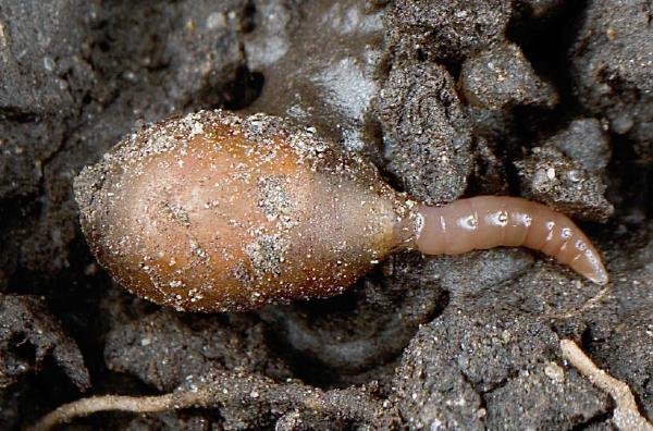 Bild 1 von 3: Ein Regenwurm schlüpft aus seinem Kokon.