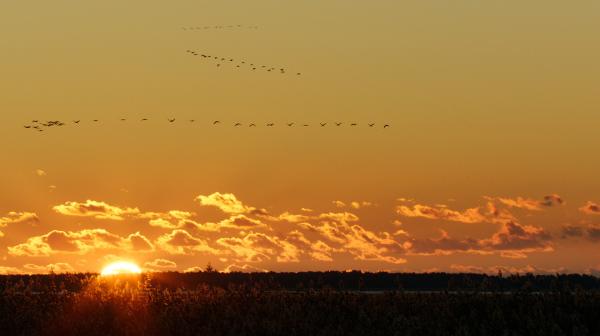 Bild 1 von 4: Ein Schwarm Kraniche fliegt in den Sonnenuntergang.