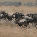 Grzimeks Erbe in Afrika