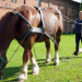 Judith Rakers: Abenteuer Pferd