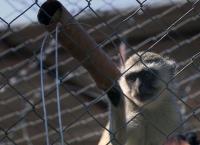 Das Waisenhaus für wilde Tiere
