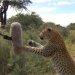 Paula und die wilden Tiere