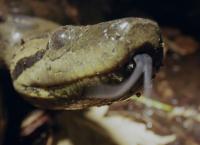 Wildes Lateinamerika