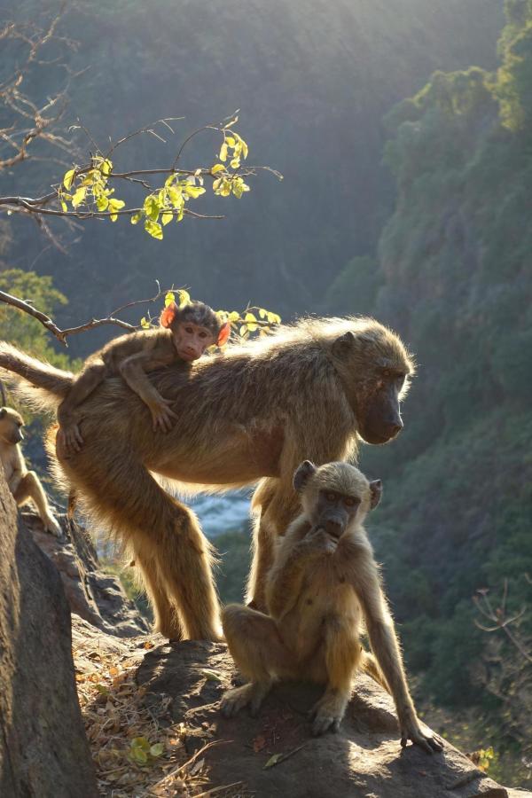 Bild 1 von 5: Im Bild: Die alte Mutter mit ihren beiden Kindern beim Hang.