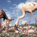 Die fantastische Reise der Vögel