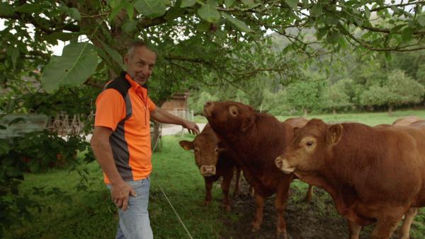 Bild 1 von 4: Stefan Baumann lässt seine Limousin-Rinder direkt am Seeufer grasen.