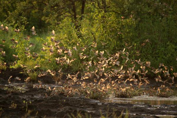 Bild 1 von 10: Im Bild: Vogelschwarm im Sonnenlicht.