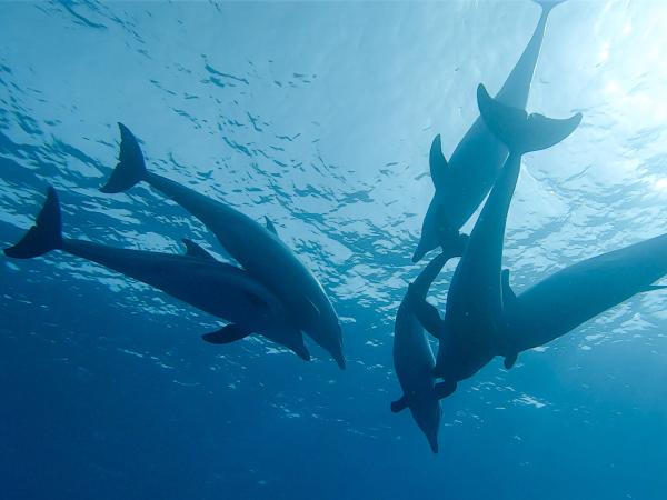 Bild 1 von 10: Noch immer geben sie Forschern Rätsel auf: Große Tümmler im Roten Meer bei Hurghada.