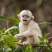 Wild Winners - Helden der Tierwelt