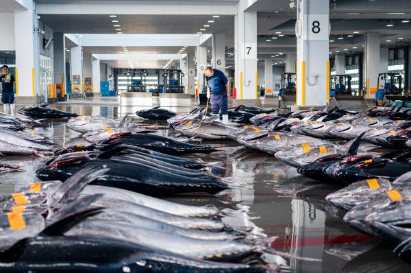 Bild 1 von 13: Der Fischmarkt in Shiogama: Versteigert wird hier der pazifische Blauflossenthunfisch - einer der teuersten Fische der Welt.