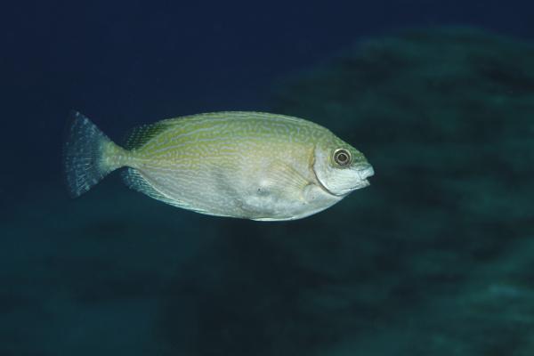 Bild 1 von 8: Ein Einwanderer ins Mittelmeer, der Kaninchenfisch.