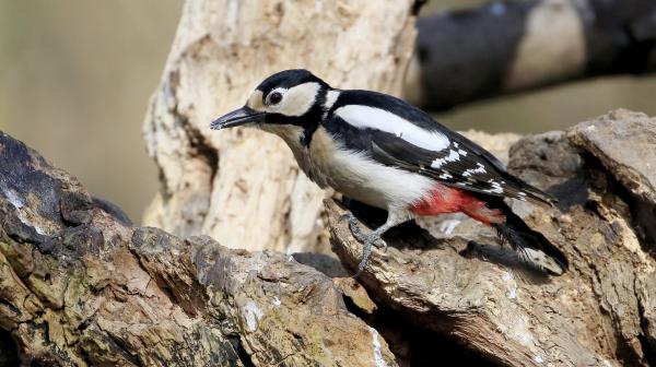 Bild 1 von 4: Buntspecht am Totholz auf Nahrungssuche.